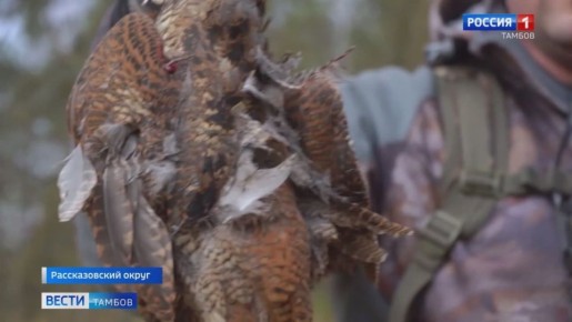 Тамбовские охотники постепенно завершают сезон по вальдшнепу - птице, которая для нашего региона перелетная, но все же есть в списках желаемой добычи у стрелков