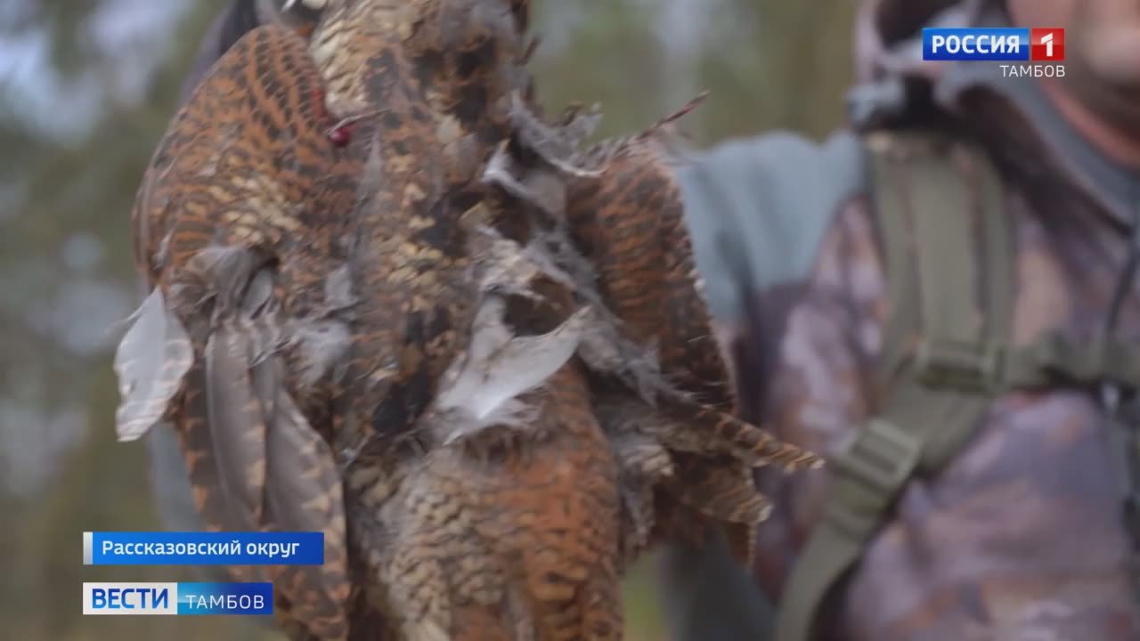 Тамбовские охотники постепенно завершают сезон по вальдшнепу - птице, которая для нашего региона перелетная, но все же есть в списках желаемой добычи у стрелков