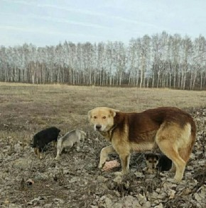 Пост добра: Линда ищет дом