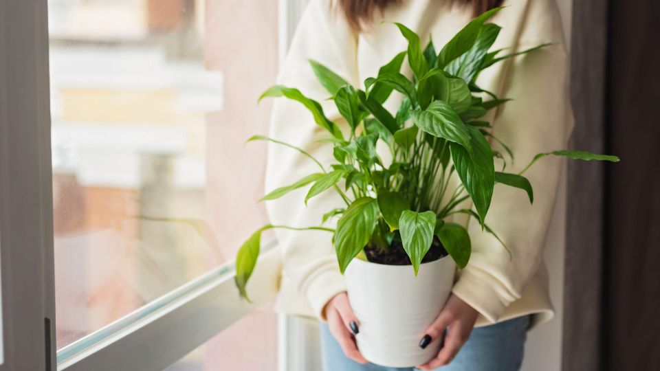 Ни одно удобрение не спасет: вот почему у «женского счастья» желтеют листья