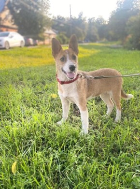 Пост добра: Кася ищет дом. Девочка, возраст - 5 месяцев