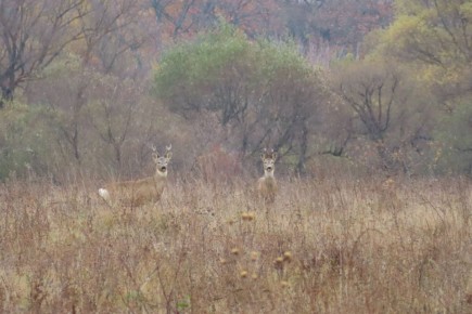Здравствуйте. тг-канал "Люди Вороны" Новый век в MAX