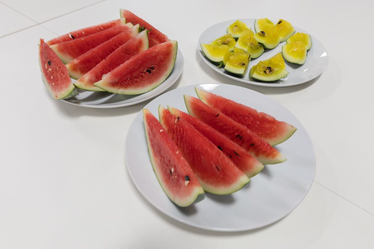 В Антарктиде собрали урожай жёлтых и красных арбузов В Антарктиде собрали урожай жёлтых и красных арбузов