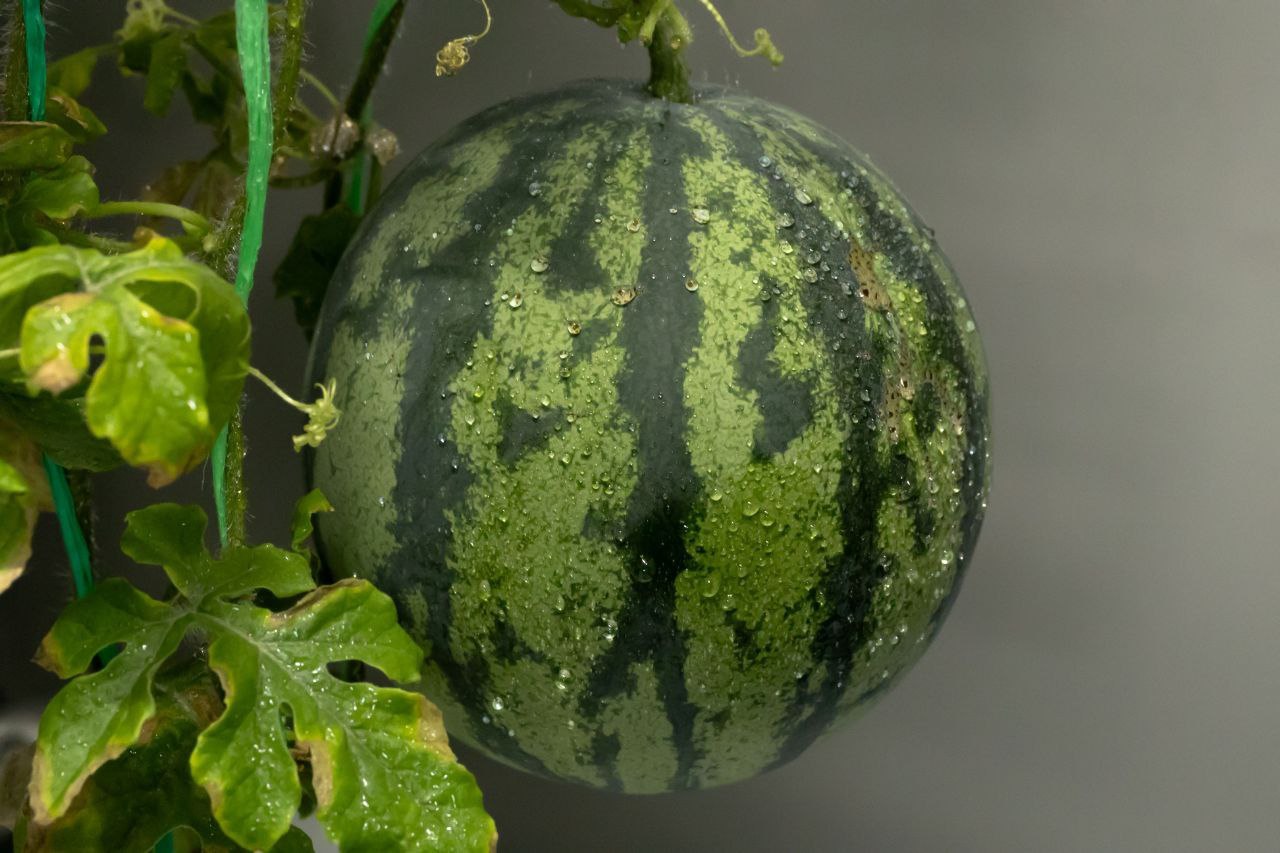 В Антарктиде собрали урожай жёлтых и красных арбузов В Антарктиде собрали урожай жёлтых и красных арбузов