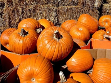 Как правильно выбрать день для высадки тыкв: секреты успешного урожая