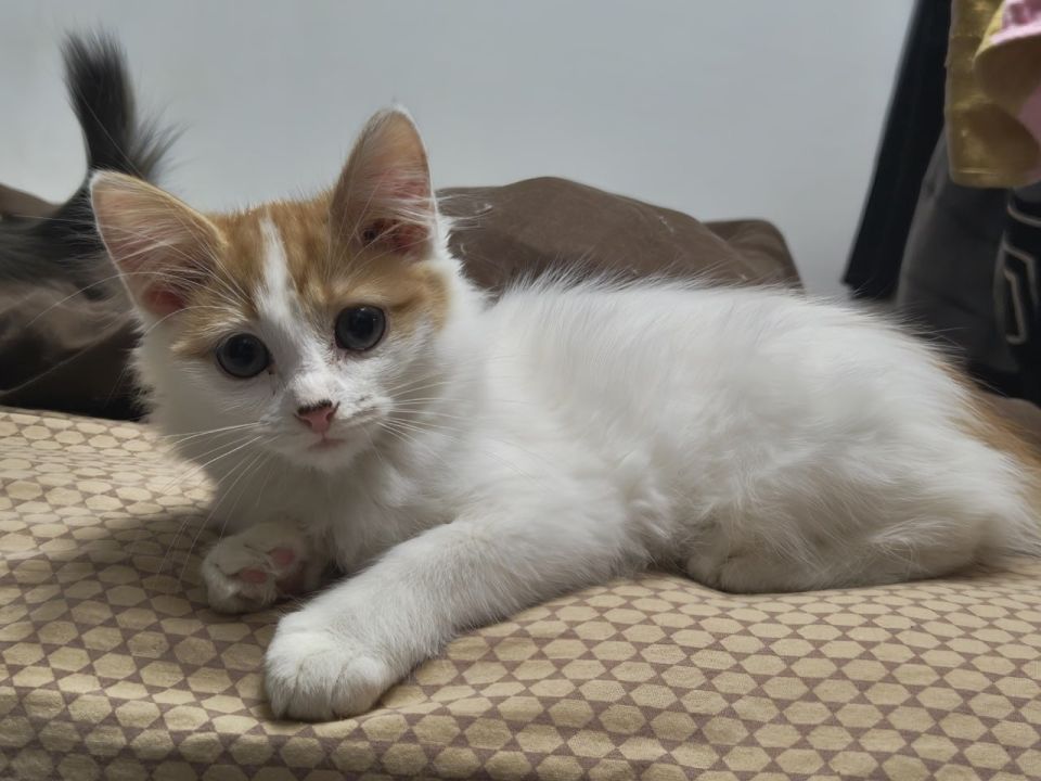 Пост добра: котёнок ищет дом