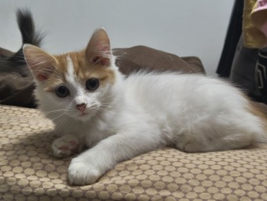 Пост добра: котёнок ищет дом