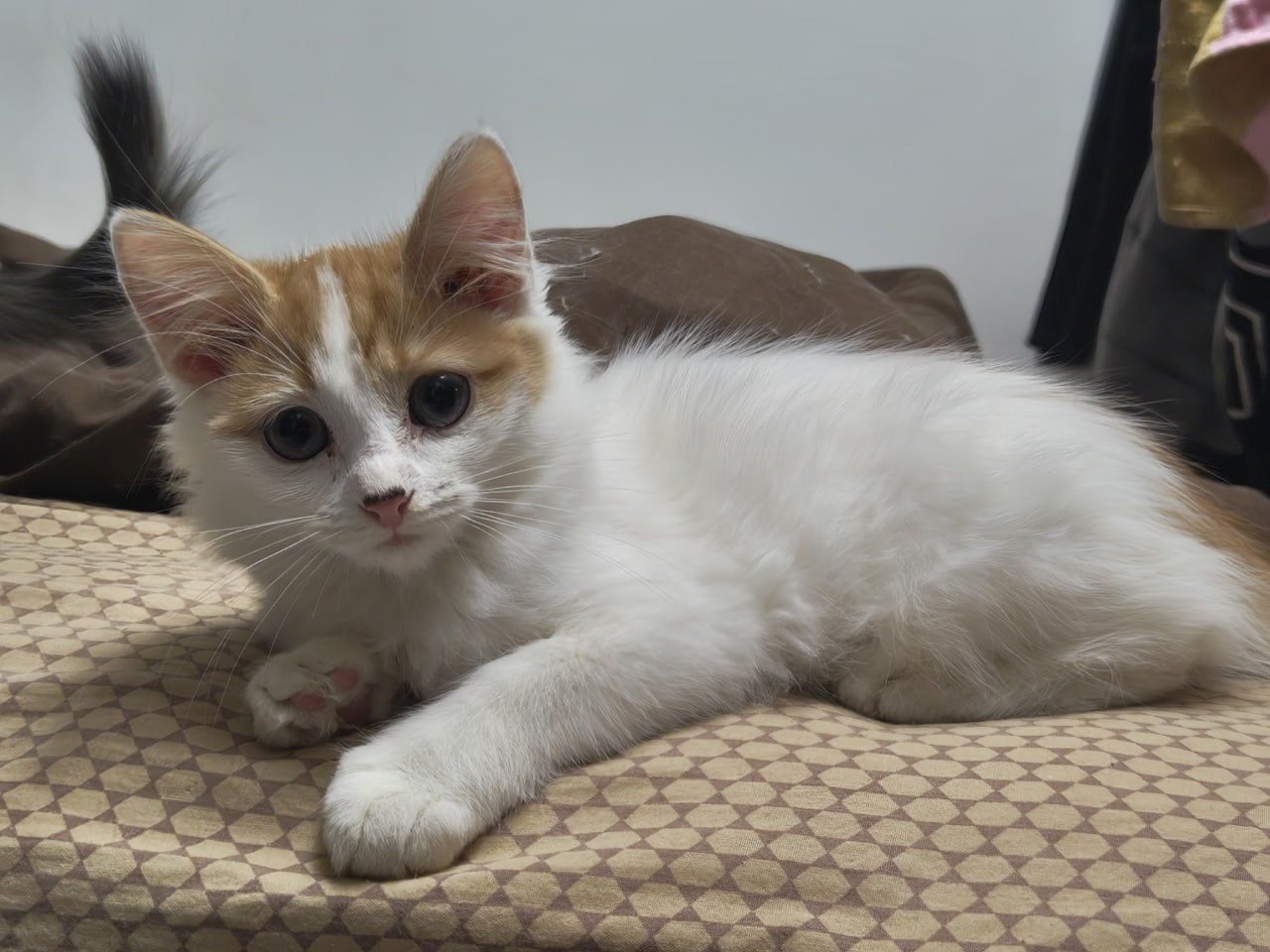 Пост добра: котёнок ищет дом