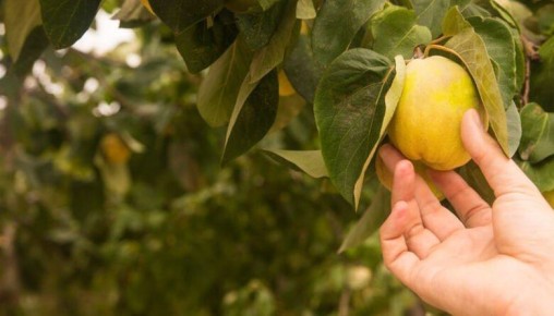 Садоводам Тамбовской области рассказали, чем обработать деревья осенью