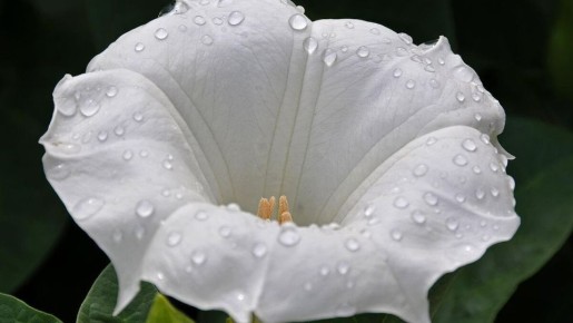 Датура: магия и опасности экзотического растения