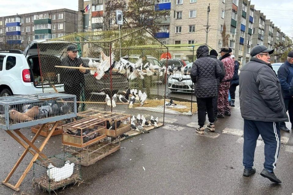 Выставка голубей прошла на фестивале «Птица на ладони» в Первомайском