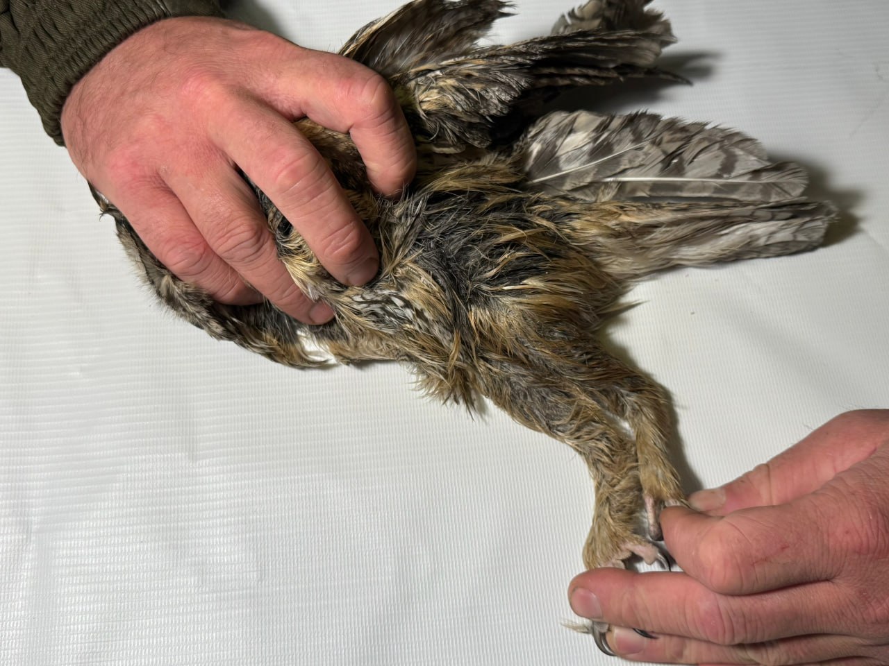 В Центре охраны хищных птиц в Мичуринске спасают ушастую сову В Центре охраны хищных птиц в Мичуринске спасают ушастую сову