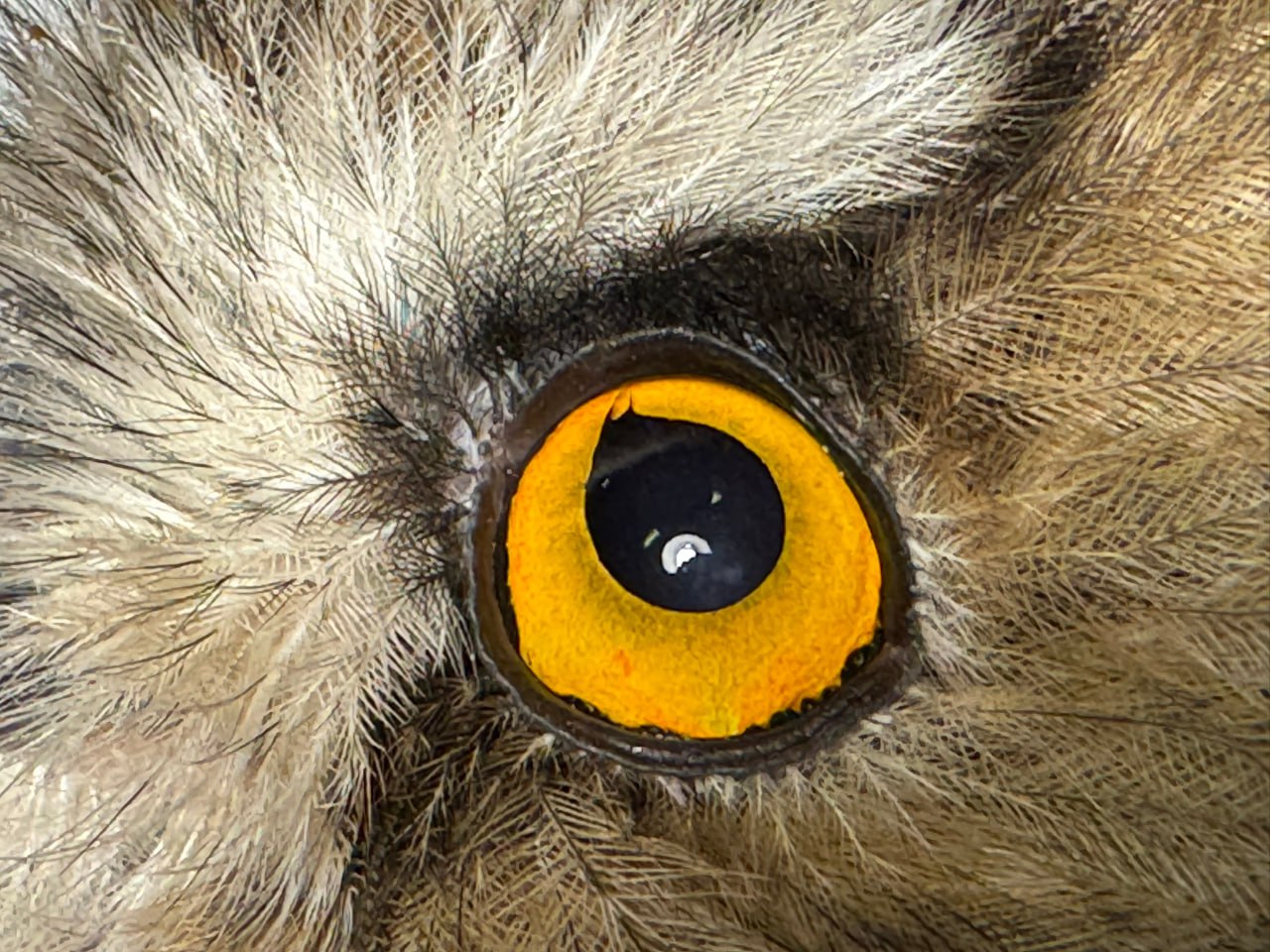 В Центре охраны хищных птиц в Мичуринске спасают ушастую сову В Центре охраны хищных птиц в Мичуринске спасают ушастую сову