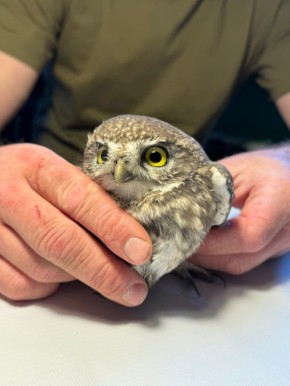 Мичуринские специалисты выхаживают домового сыча с переломом крыла