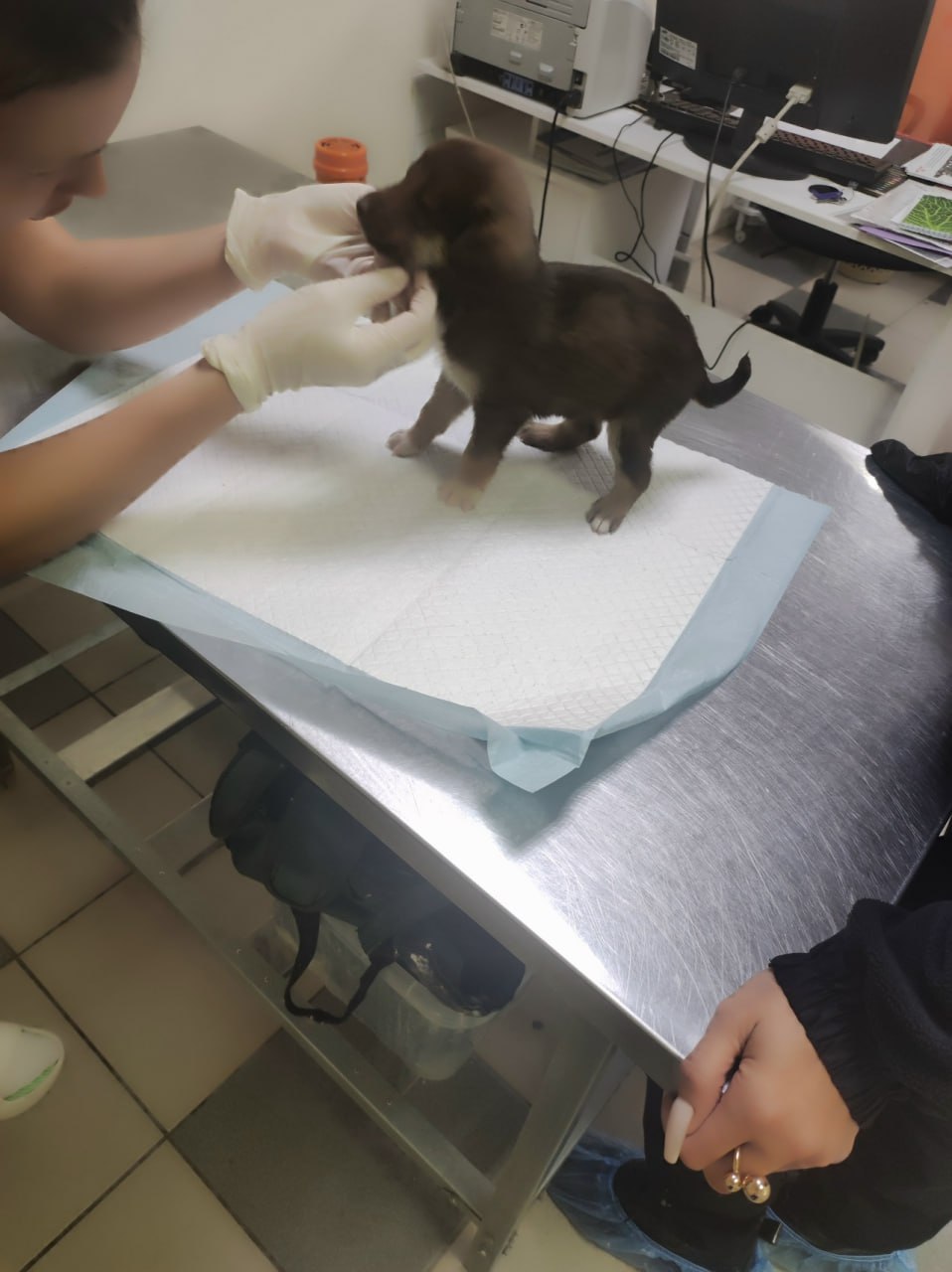 Пост добра: щенок ищет дом Пост добра: щенок ищет дом