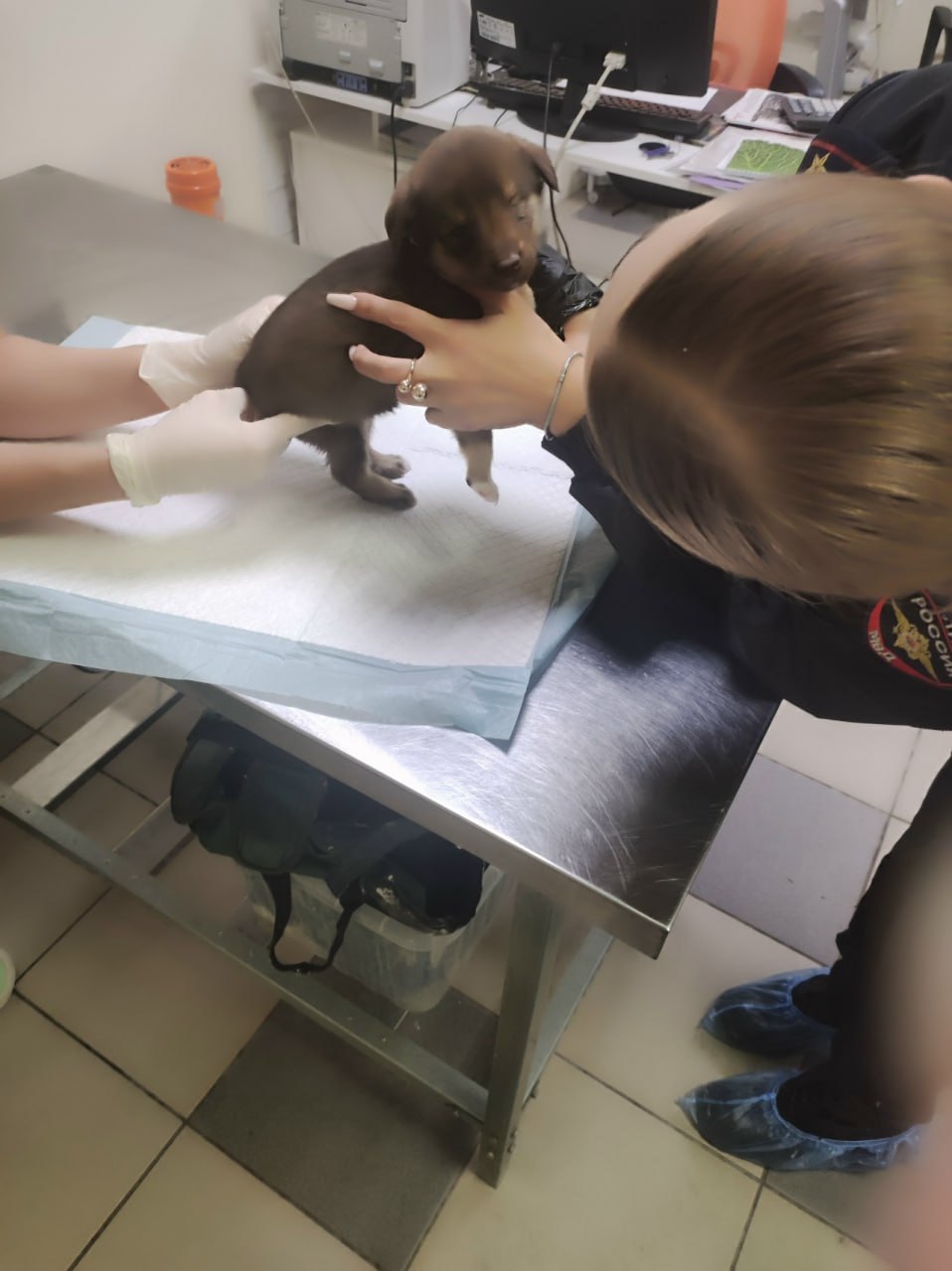 Пост добра: щенок ищет дом Пост добра: щенок ищет дом