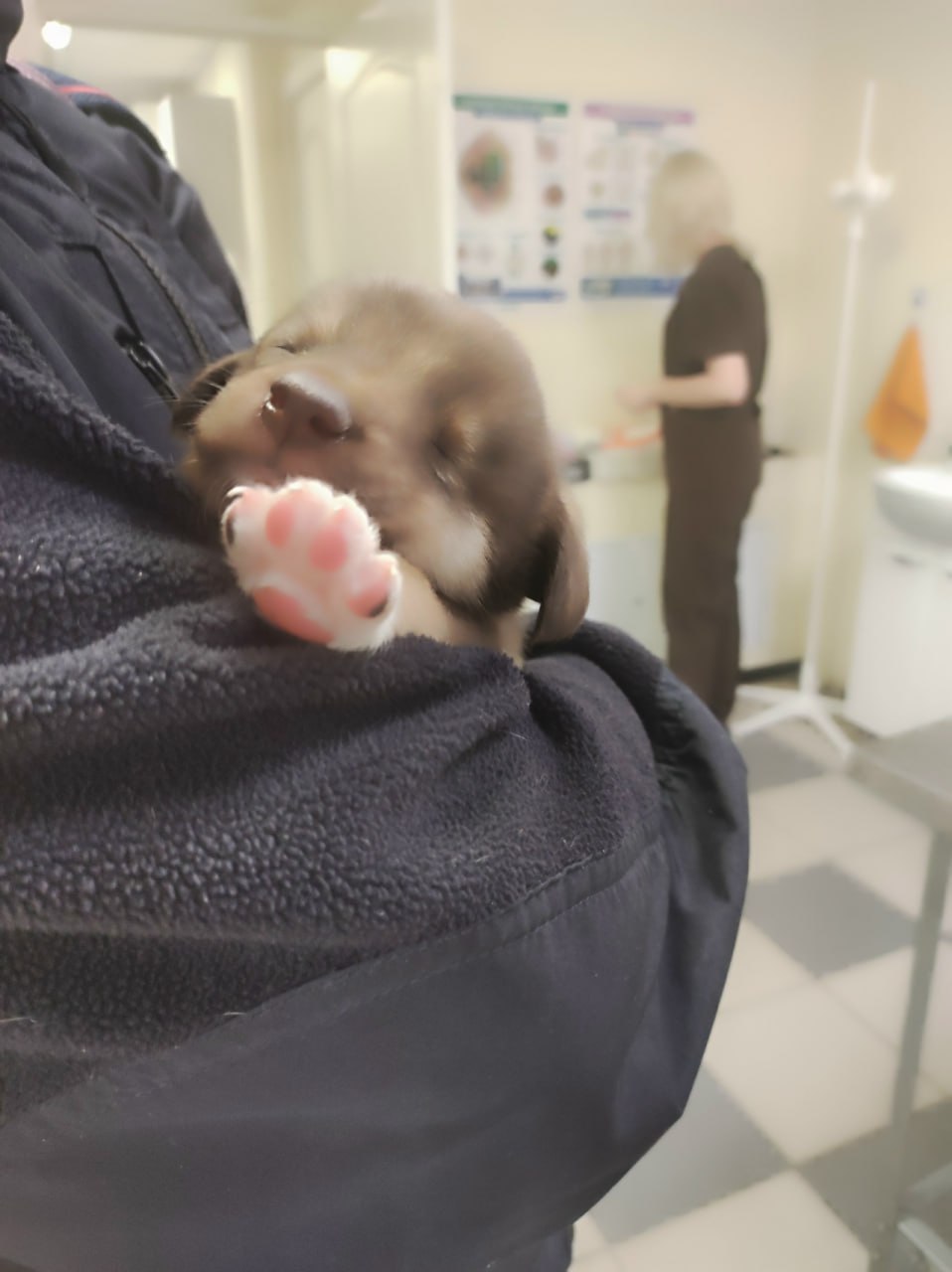 Пост добра: щенок ищет дом