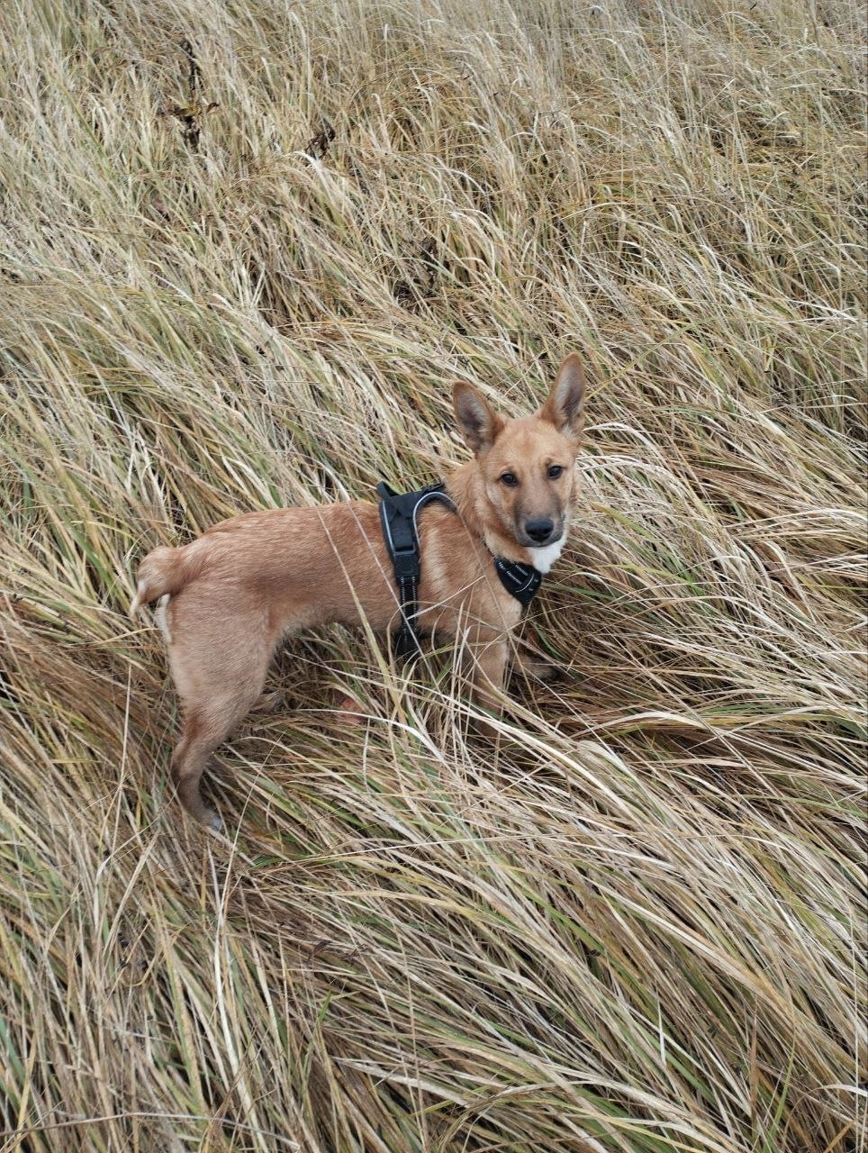 Пост добра: щенок ищет дом