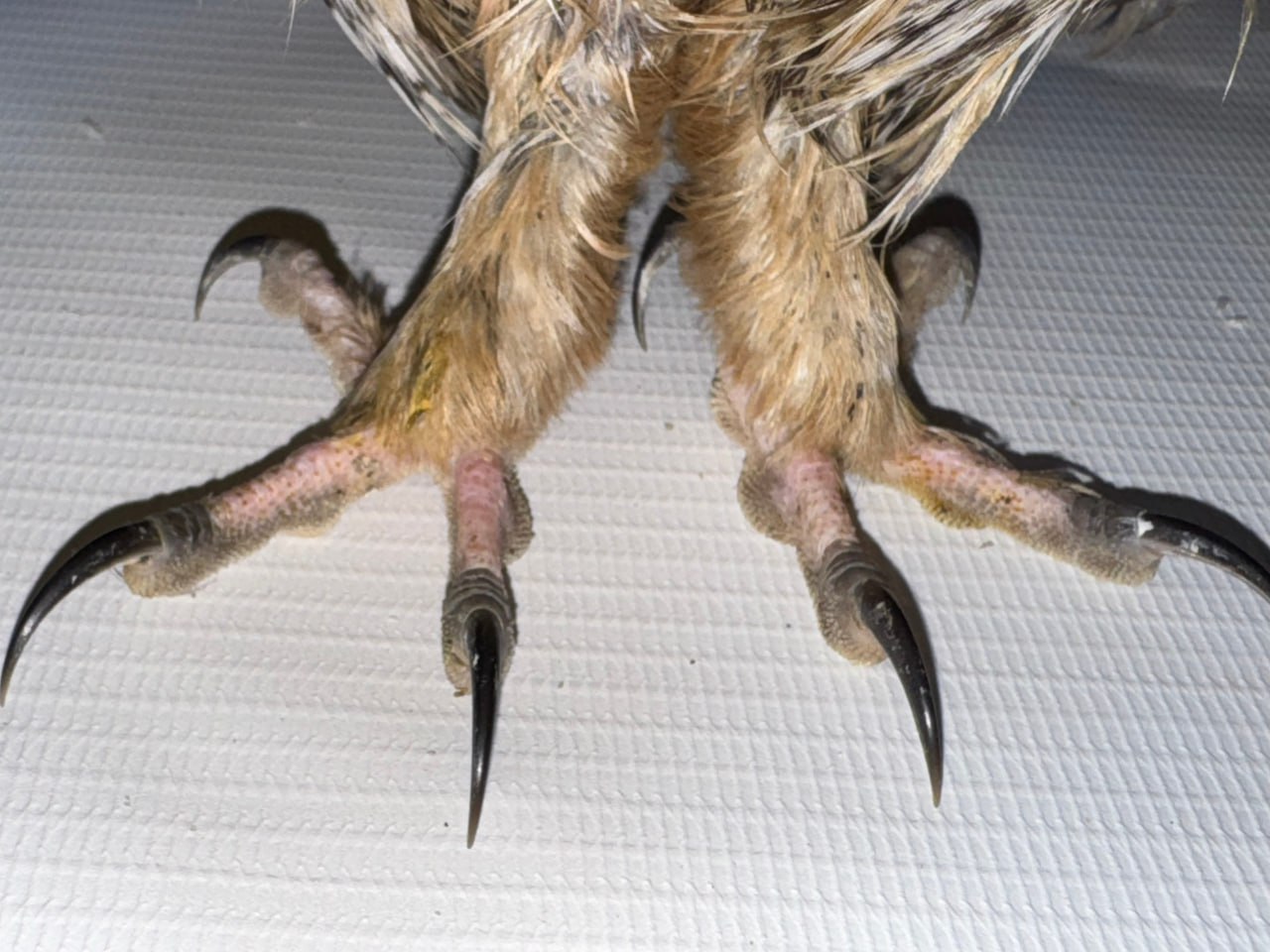 Мичуринские зоозащитники рассказали о состоянии поступившей к ним ушастой совы Мичуринские зоозащитники рассказали о состоянии поступившей к ним ушастой совы