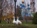 Два весёлых гуся на тамбовской набережной