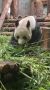 Панда Жуи из Московского зоопарка выбирает себе бамбук на обед
