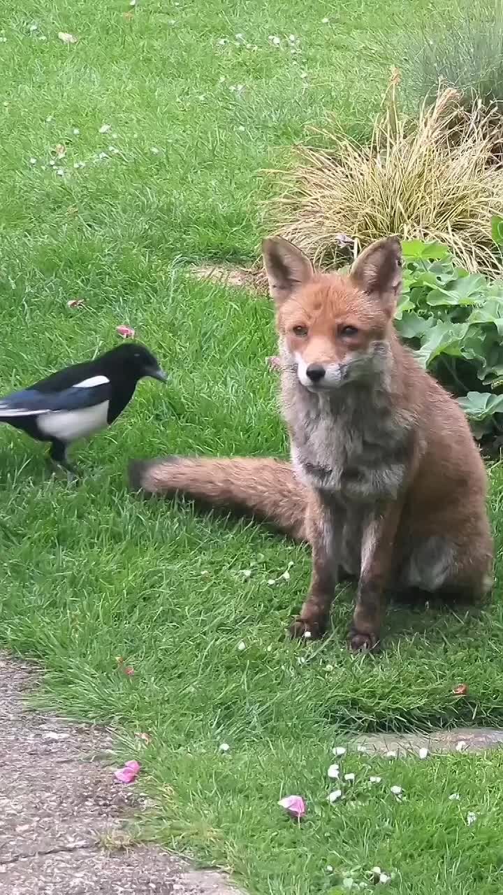 Лиса, которая познала дзен