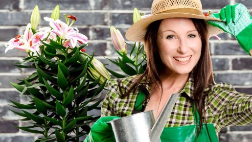 Сгубит цветы на корню: как правильно ухаживать за домашними лилиями