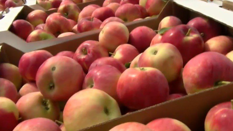 Перед ЛДС «Кристалл» вновь развернутся торговые ряды