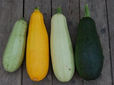 Секреты успешного сбора кабачков и патиссонов: как продлить сезоны урожая