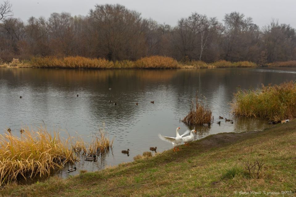 Два тамбовских гуся в ожидании тёплого домика