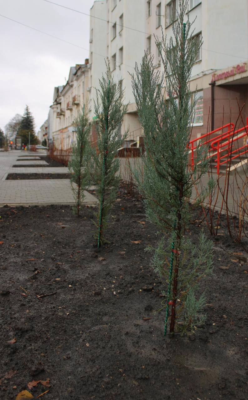 Озеленение нового общественного пространства по улице Октябрьской завершено