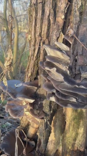 Вёшенка устричная в окрестностях Вороны