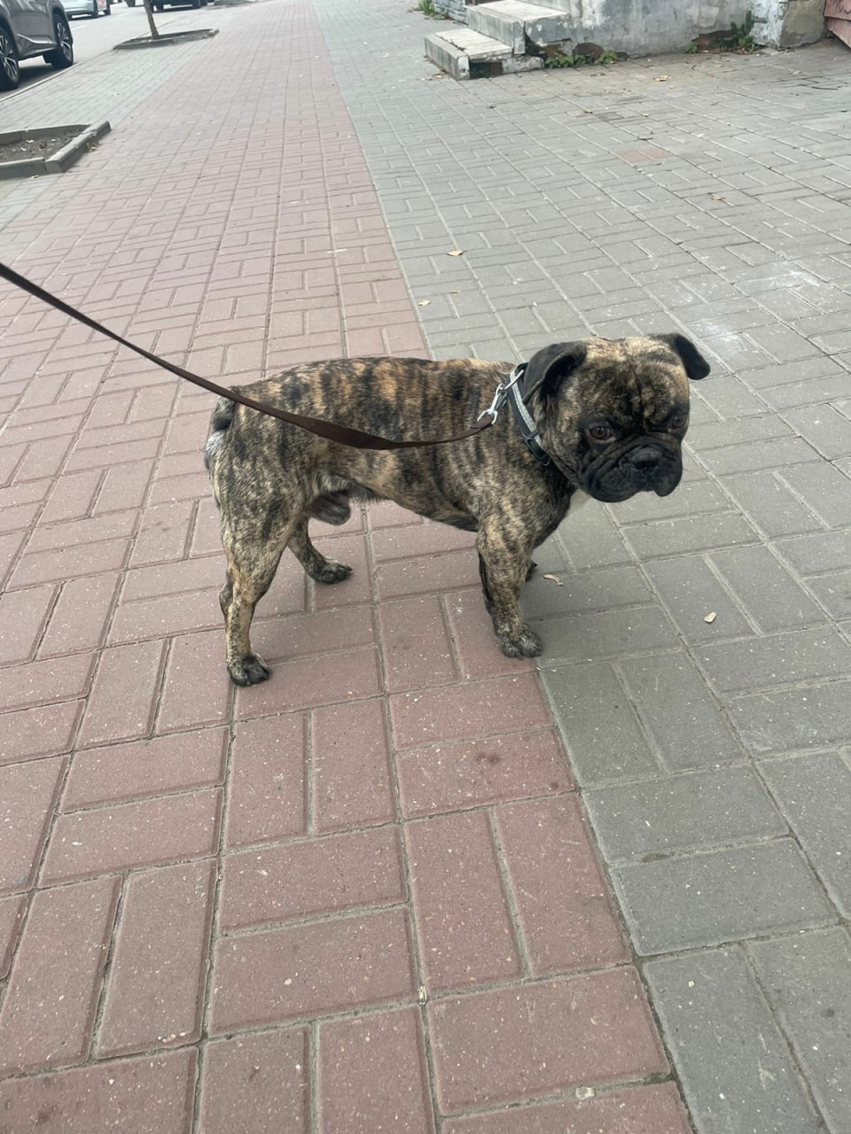 Пост добра: французский бульдог ищет хозяев