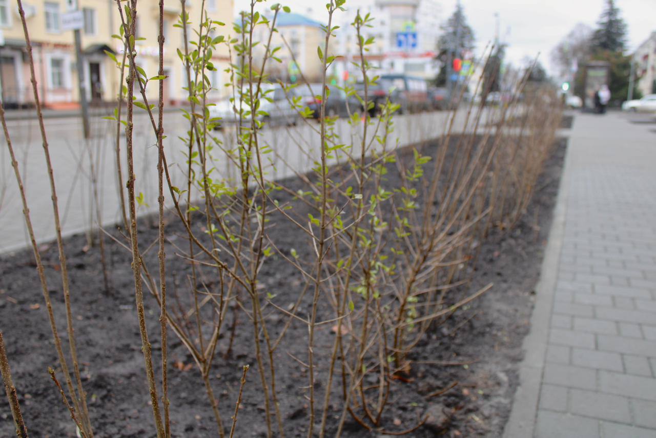 Озеленение нового общественного пространства по улице Октябрьской завершено Озеленение нового общественного пространства по улице Октябрьской завершено