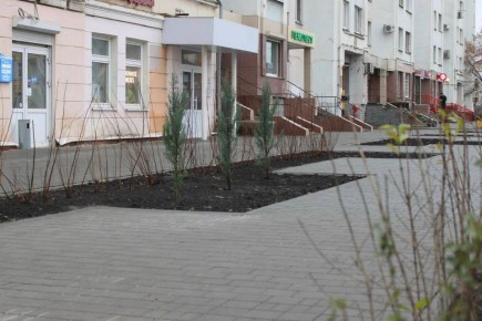 В Тамбове завершили озеленение на улице Октябрьской