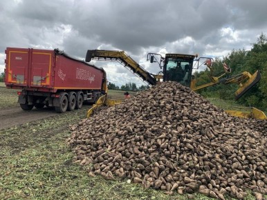 В Тамбовской области собрали более 5 миллионов тонн сахарной свёклы