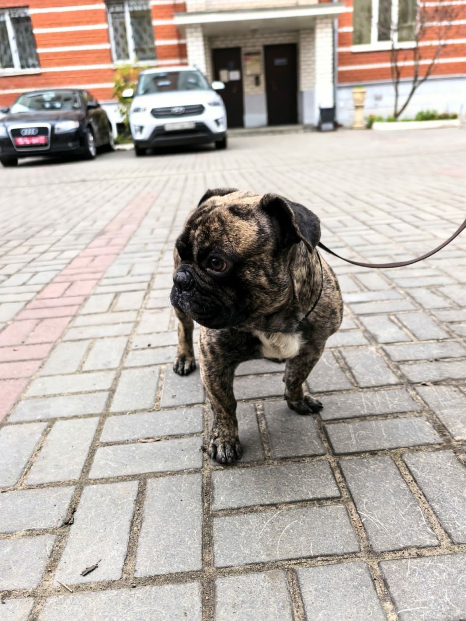 Пост добра: французский бульдог ищет хозяев Пост добра: французский бульдог ищет хозяев