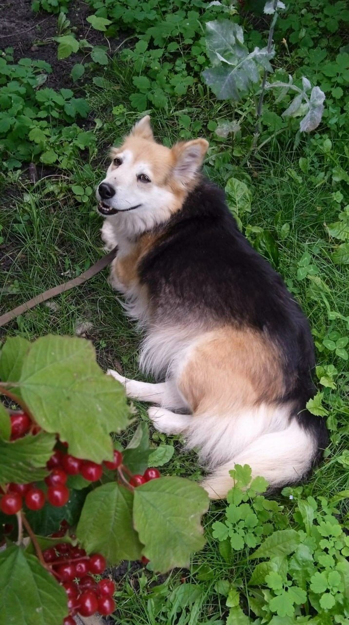 Пост добра: пропала собака Пост добра: пропала собака