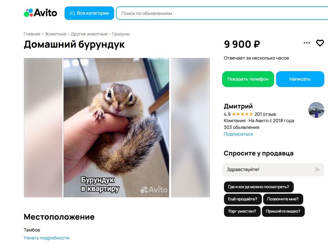 Топ необычных объявлений в регионе: от продажи бурундука до тайной настройки телевизора Топ необычных объявлений в регионе: от продажи бурундука до тайной настройки телевизора