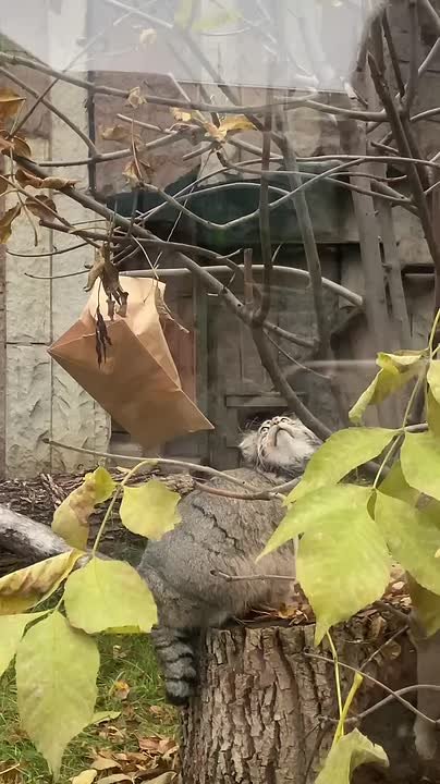 Манул Тимофей из Московского зоопарка сражается за перепёлку