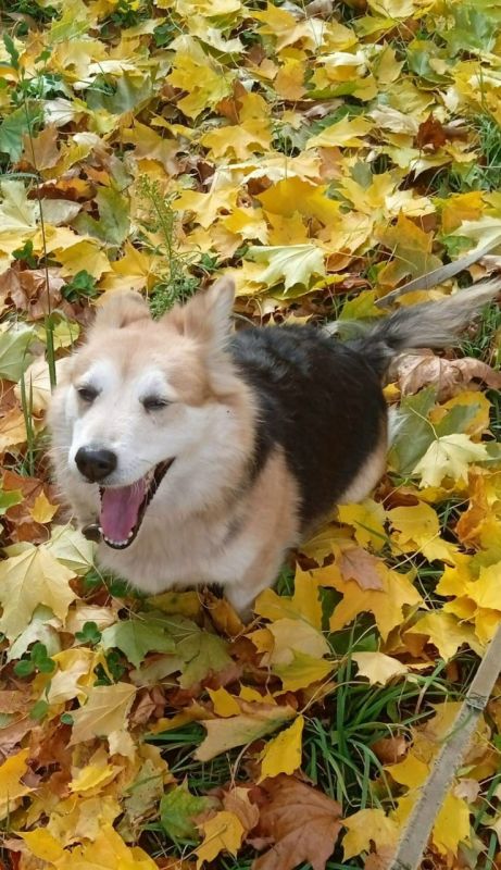 Пост добра: пропала собака