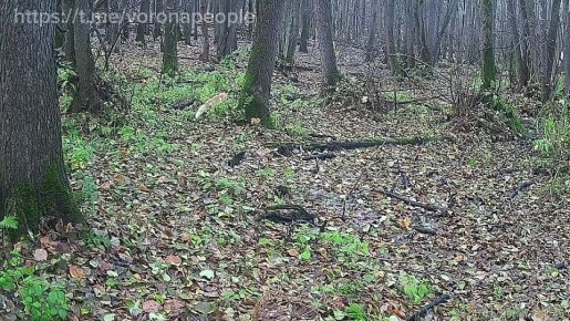 Секреты хорошего настроения в осенне-зимний период от заповедных лисичек