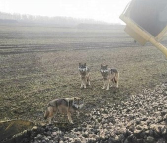 Охотовед опроверг фото с волками в Мордовском округе