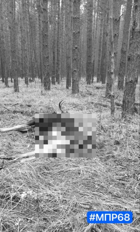 В Бондарском округе обнаружен убитый лось