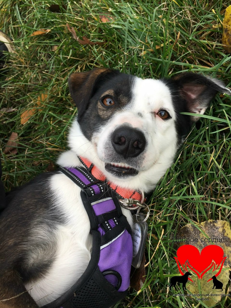 Пост добра: Зази ищет дом. Зари - молодая, озорная, добрая собака небольшого размера Пост добра: Зази ищет дом. Зари - молодая, озорная, добрая собака небольшого размера