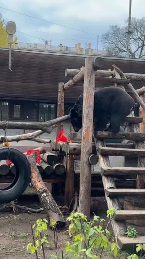 Медведь Василий из Московского зоопарка наслаждается дарами осени от зоологов