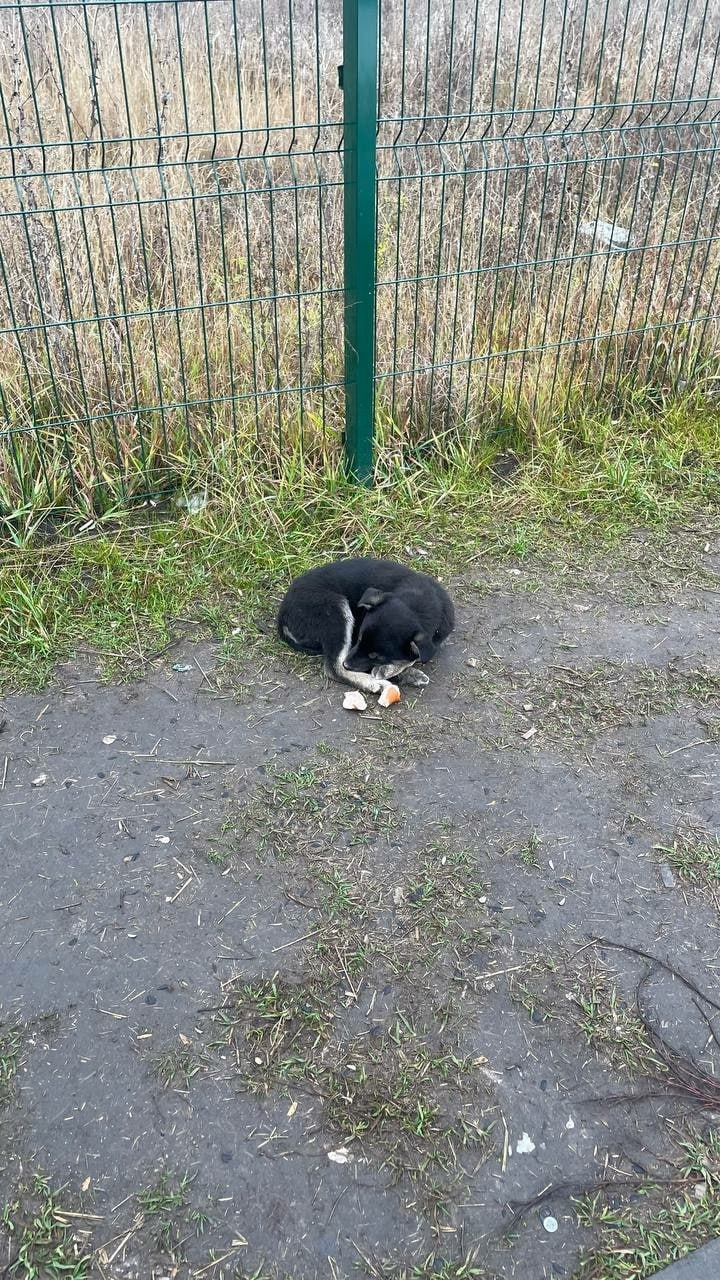 Пост добра: щенок ищет дом Пост добра: щенок ищет дом