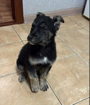 Пост добра: щенок ищет дом