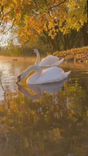 Вместо вечерней медитации