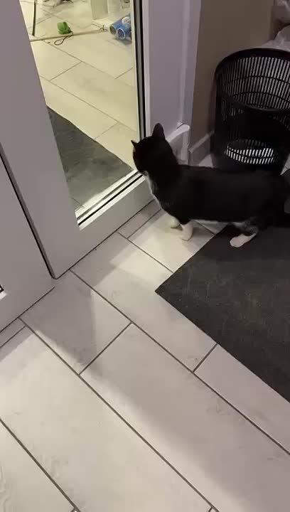 Пост добра: кошка ищет старых или новых хозяев